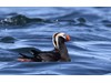 Photo of Fratercula cirrhata